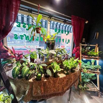 Hydro Hippie House Plants - Indoor plant section - Nurseries & Gardening Near Me - Baltimore, Maryland Hydro Hippie House Plants - Indoor plant section - Nurseries & Gardening Near Me - Baltimore, Maryland