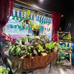 Hydro Hippie House Plants - Indoor plant section