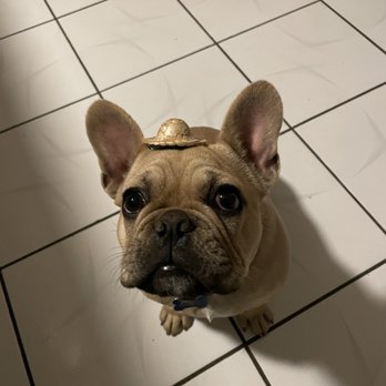 Mini Monster Cafe - Baby straw hat on a frenchie - Ice Cream & Frozen Yogurt Near Me - Long Beach, California