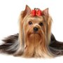 Photo of Happy Days Dog Day Care and Grooming
