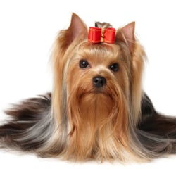 Happy Days Dog Day Care and Grooming