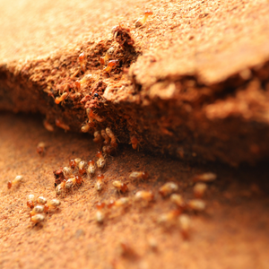 Sherlock Home Inspection - mold inspector in Garden City, NY