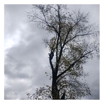 Strick's Clean Pressure Washing - One of our climbers doing a tree removal on a large dead tree - Gutter Services Near Me Strick's Clean Pressure Washing - One of our climbers doing a tree removal on a large dead tree - Gutter Services Near Me
