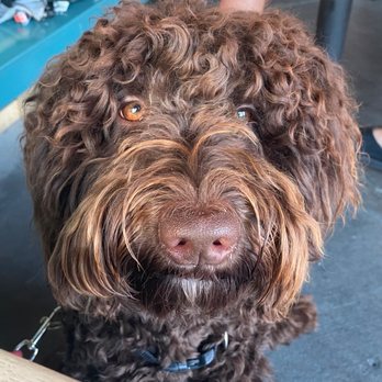 TrueCare for pets - Thank you True Care Team! - Veterinarians Near Me - Studio City, California TrueCare for pets - Thank you True Care Team! - Veterinarians Near Me - Studio City, California