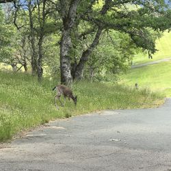 Ukiah Golf Course - Ukiah Valley GC