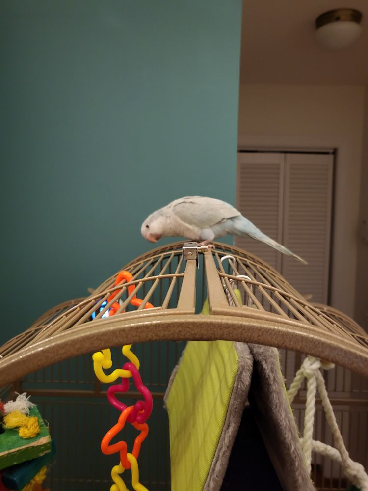 FIRST FLIGHT EXOTIC BIRDS THE BIRD EXPERTS Updated May 2024 12