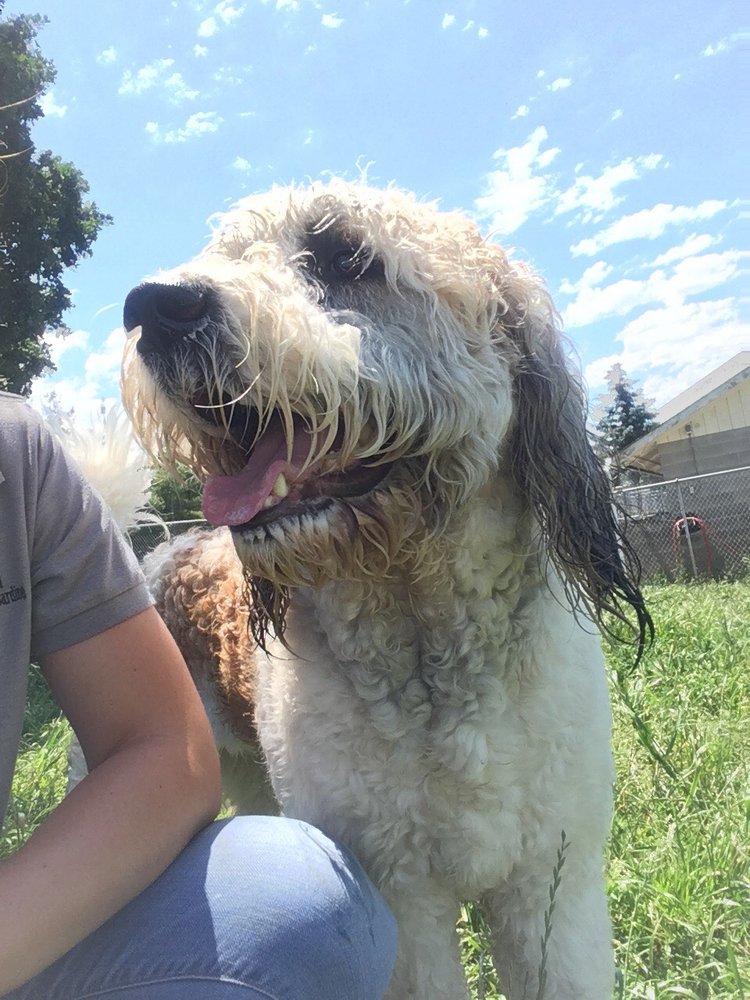 Pet Training ANKENY HILL RESORT AND BOARDING 21 Photos 889 Ankeny