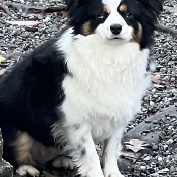 Dogs In Styles Mobile Grooming - Pet Groomers Near Me