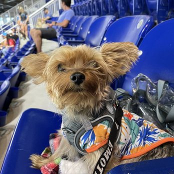 LoanDepot Park - #Barkatthepark Bark at the Park  #Marlins - Stadiums & Arenas Near Me - Miami, Florida
