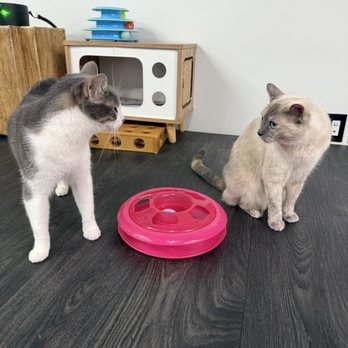 Tail Town - Pet Adoption Near Me - Pasadena, California