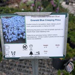 Soviero's Tri County Garden Center - Creeping Phlox makes excellent ground cover and is perfect for pathway edging.
