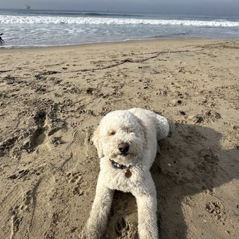 PetSmart - Before - Pet Training Near Me - Rancho Santa Margarita, California