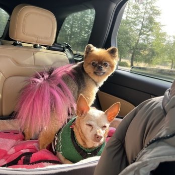 Pro-Groom - Kona leaving the #progroomersrosevile salon - Pet Groomers Near Me - Roseville, California Pro-Groom - Kona leaving the #progroomersrosevile salon - Pet Groomers Near Me - Roseville, California
