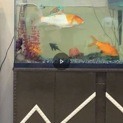 Coco Spa Nails Salon - Fish tank with huge fish I felt so bad for them.