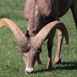 Creative Images Photography - Bighorn sheep
