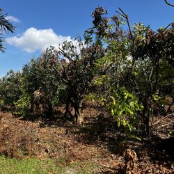 Fresh Gardens - Longan