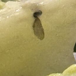 I ordered the Caesar salad, not the insect sampler platter!