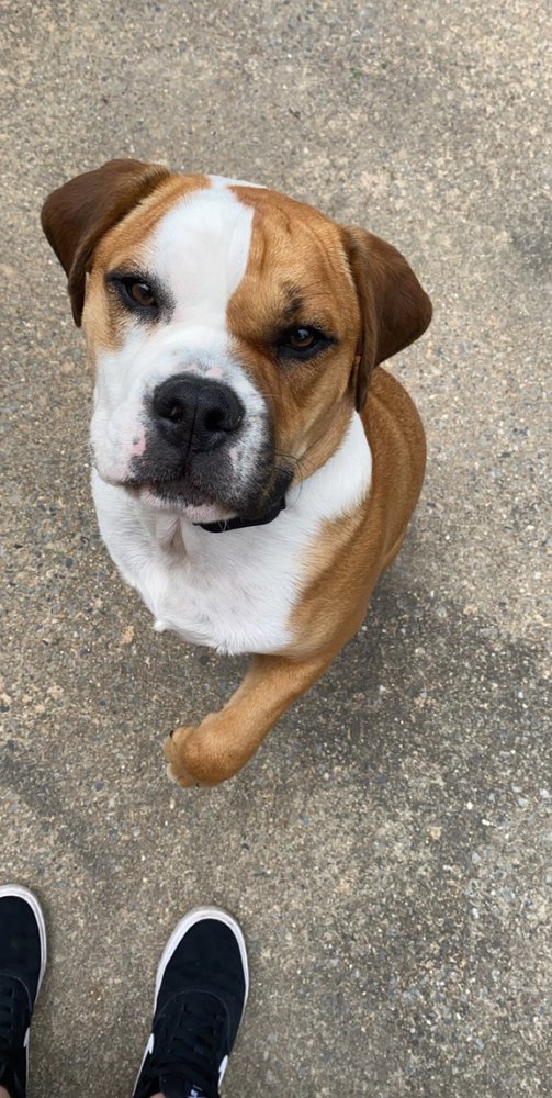 THE DOG FENCE GUY 4117 Dahlia Ct, Mount Joy, Pennsylvania Pet