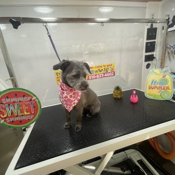 Pet Beauty Mobile Grooming - Pet Groomers Near Me Pet Beauty Mobile Grooming - Pet Groomers Near Me
