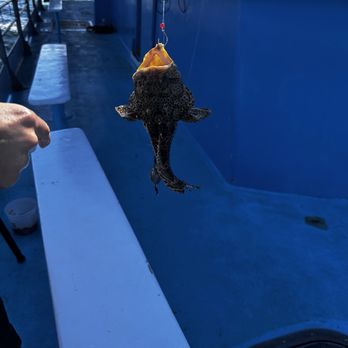Double Eagle Deep Sea Fishing - Toad fish Puffer fish - Fishing Near Me - Clearwater Beach, Florida Double Eagle Deep Sea Fishing - Toad fish Puffer fish - Fishing Near Me - Clearwater Beach, Florida