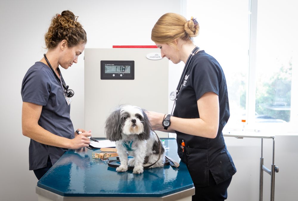 CRESCENTA CANADA PET HOSPITAL Updated August 2024 74 Photos & 180 Reviews 3502 Foothill