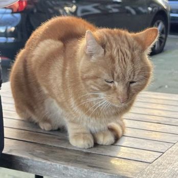 Staring At Jacob - cheddar the resident cat - American Near Me - Amsterdam, New Hampshire