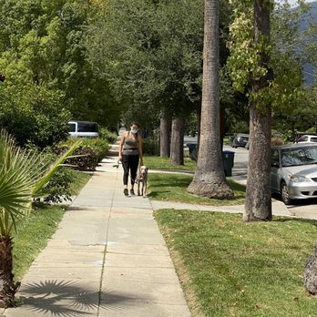 LA Dog Training Solutions - Sargent's first day seeing Priscilla after a COVID break. 3 - Pet Training Near Me