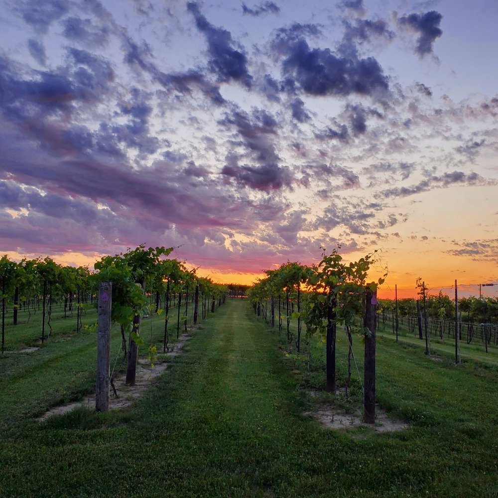 Buchanan House Winery - All wines made with grapes from the on-site vineyard. - Wineries Near Me - Tipton, Iowa