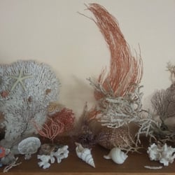 Valley Jewelers - Coral and Sea shell collection at Valley Jewelers.