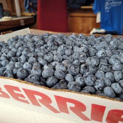 Valentine Blueberries - Pre-pick Blueberries....all big and plump.
