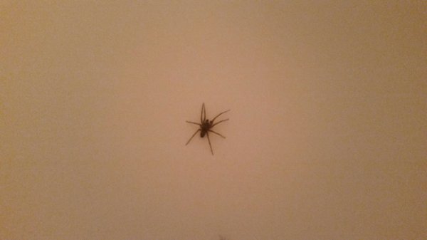 Ripley Creek Inn by null