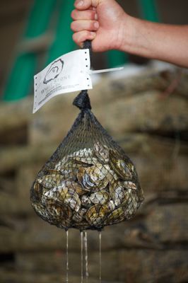 White Stone Oyster Company by null