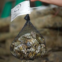 White Stone Oyster