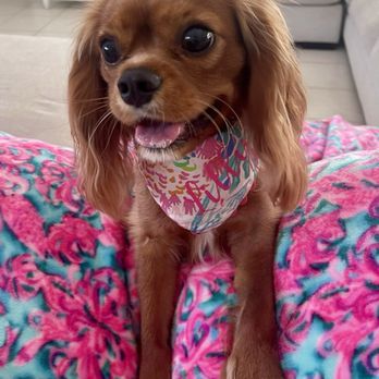 World Class Cavaliers - Pet Breeders Near Me - Miami, Florida