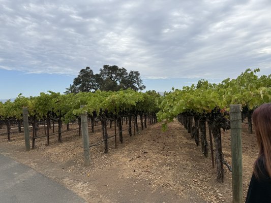 Staglin Family Vineyard by null