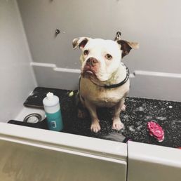 My baby in the dog wash!