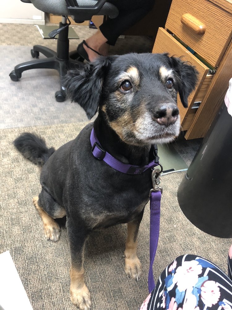 LUCKY DOG MOBILE PET GROOMING Updated September 2024 10 Reviews