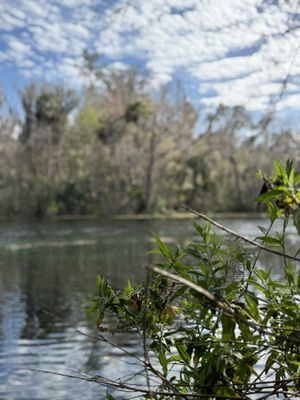 Silver Springs State Park by null