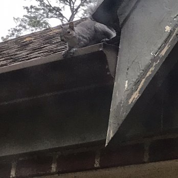 Attic Kings, Animal Removal & Exclusion - Pest Control Near Me - Norcross, Georgia