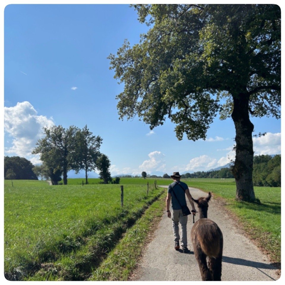 Les Lamas et le Safran de Salagine