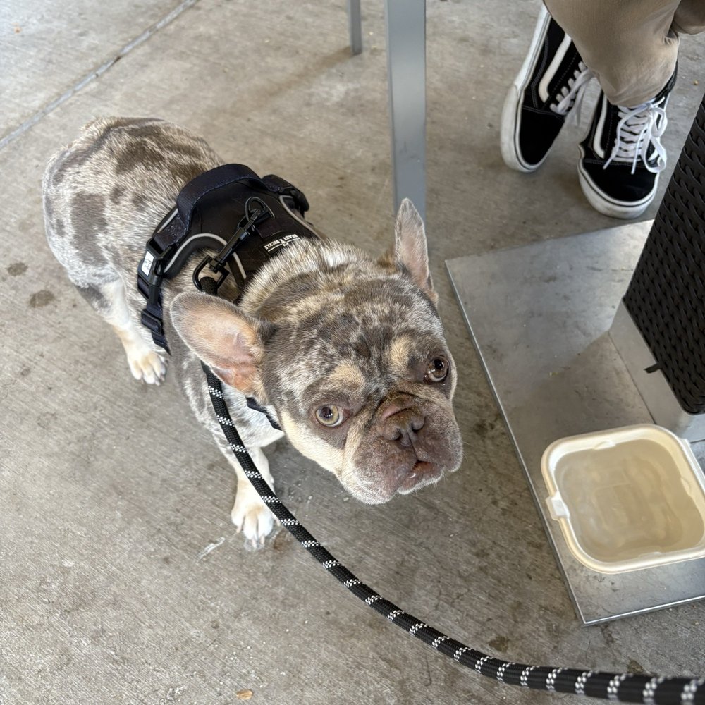 Solano Spca Vacaville, CA - Last Updated January 2026 - Yelp