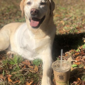 Drip-Thru Coffee - a dog laying on the ground next to a cup of coffee - Coffee & Tea Near Me - Stockbridge, Georgia Drip-Thru Coffee - a dog laying on the ground next to a cup of coffee - Coffee & Tea Near Me - Stockbridge, Georgia