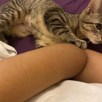 ASPCA Adoption Center - Our kitten Sunny at her new forever home - Animal Shelters Near Me - New York, New York ASPCA Adoption Center - Our kitten Sunny at her new forever home - Animal Shelters Near Me - New York, New York