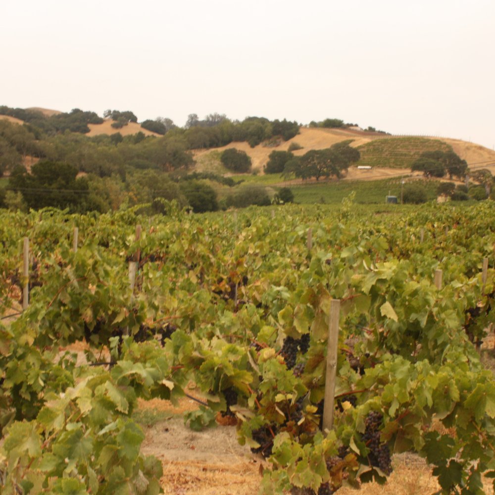 Viszlay Vineyards - Wineries Near Me - Healdsburg, California