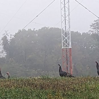 Girty's Woods - Wild Turkey - Wildlife Hunting Ranges Near Me - Pittsburgh, Pennsylvania Girty's Woods - Wild Turkey - Wildlife Hunting Ranges Near Me - Pittsburgh, Pennsylvania