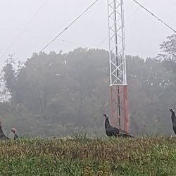 Girty's Woods - Wild Turkey
