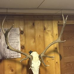 Koyoty Sports & Trophy Room Taxidermy