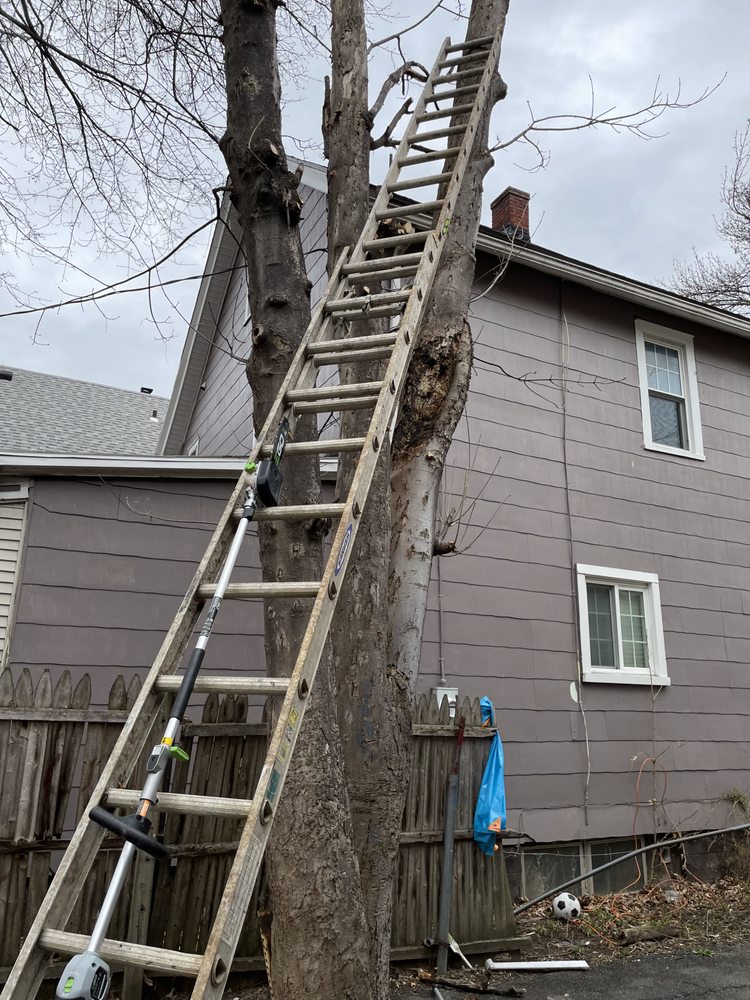 ROC Weather Scapes - tree service in Rochester, NY
