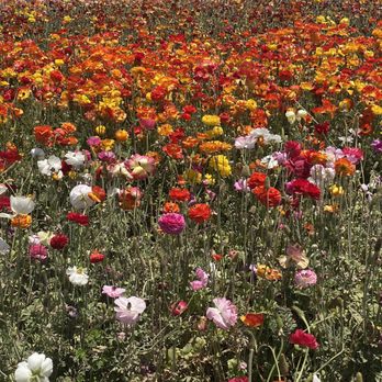 The Flower Fields - Venues & Event Spaces Near Me - Carlsbad, California The Flower Fields - Venues & Event Spaces Near Me - Carlsbad, California