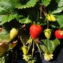 Photo of Berry World